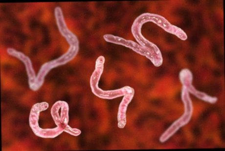 Biocanina vermifuge pas cher