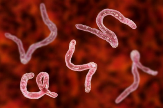 Nemanex Vermifuge Adulte